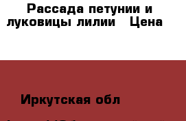 Рассада петунии и луковицы лилии › Цена ­ 40 - Иркутская обл.  »    